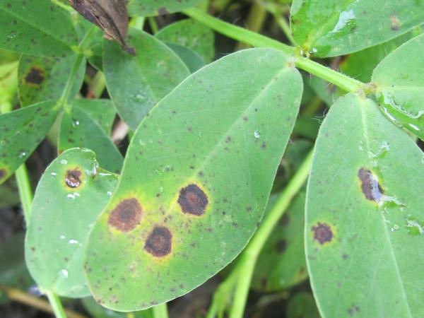 Groundnut Tikka or leaf spot