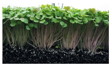 Microgreens of cotyledon stage, a few days away from harvest (Treadwell, et al., 2010)