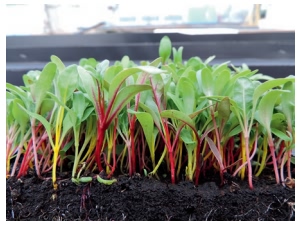  “Rainbow” mix of Swiss chard (Beta vulgaris subsp. vulgaris) microgreens grown on peat (Di Gioia, et al., 2017)