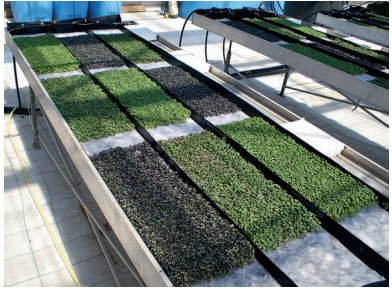 Microgreen production on benches (Di Gioia, et al., 2017). 