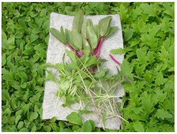 Harvested Microgreens (Treadwell, et al., 2010)