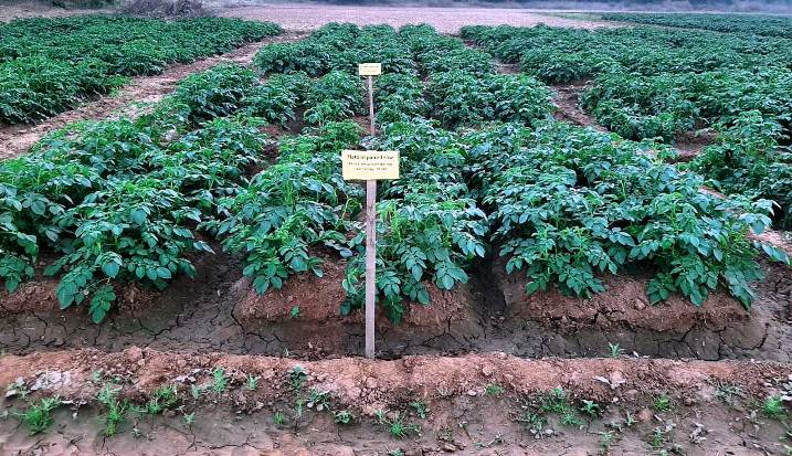 Field view of paired row spacing combinations