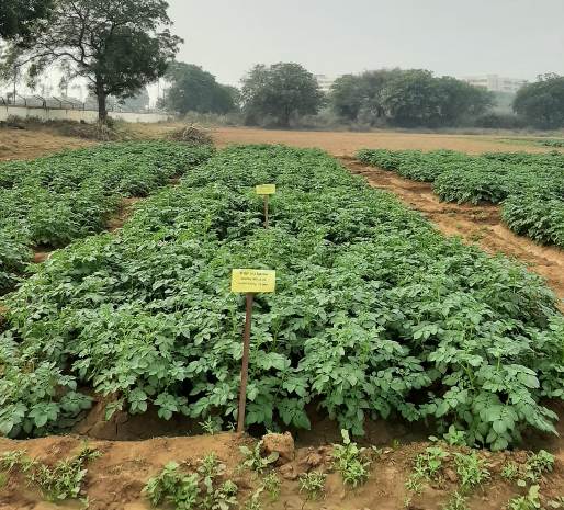 Field view of 60×15cm spacing combinations