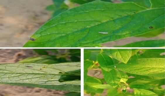 Insect transmission by leaf hopper