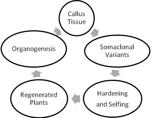 Steps of somaclonal variation