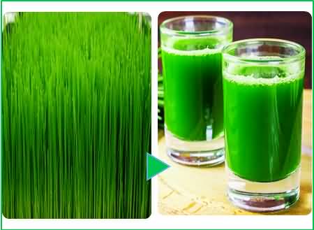 wheat grass 