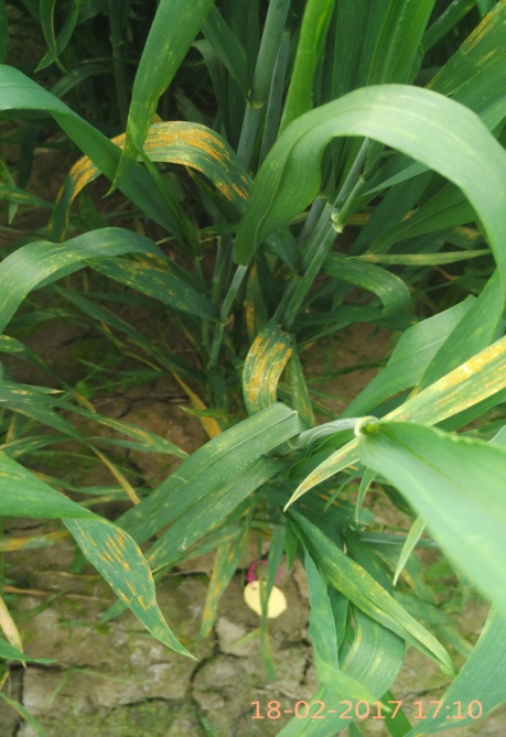 Yellow rust of wheat 