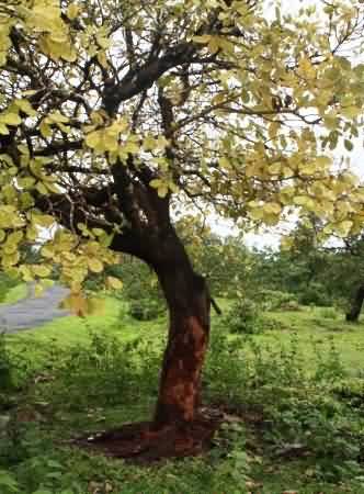 Yellowing of tree 