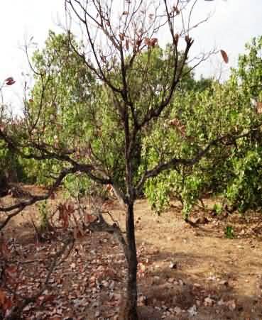 Drying of tree