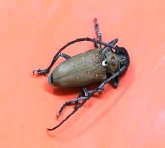 Batocera rufomaculata