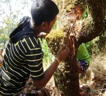 Removal of grubs in Cashew nut