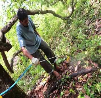 Drenching the exposed roots