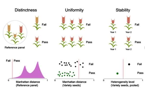 varieties registration criteria of distinctiveness, uniformity, and stability (DUS)