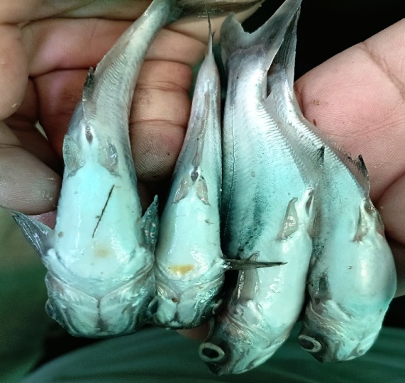 pangasius fingerling