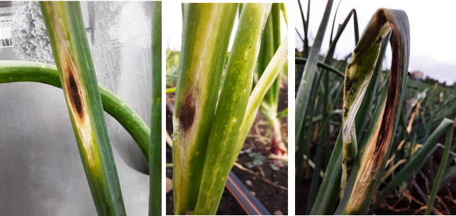 Onion purple blotch symptoms