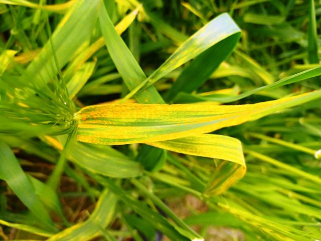 yellow rust or striped rust