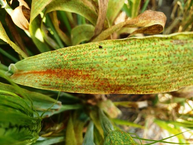 brown rust or leaf rust