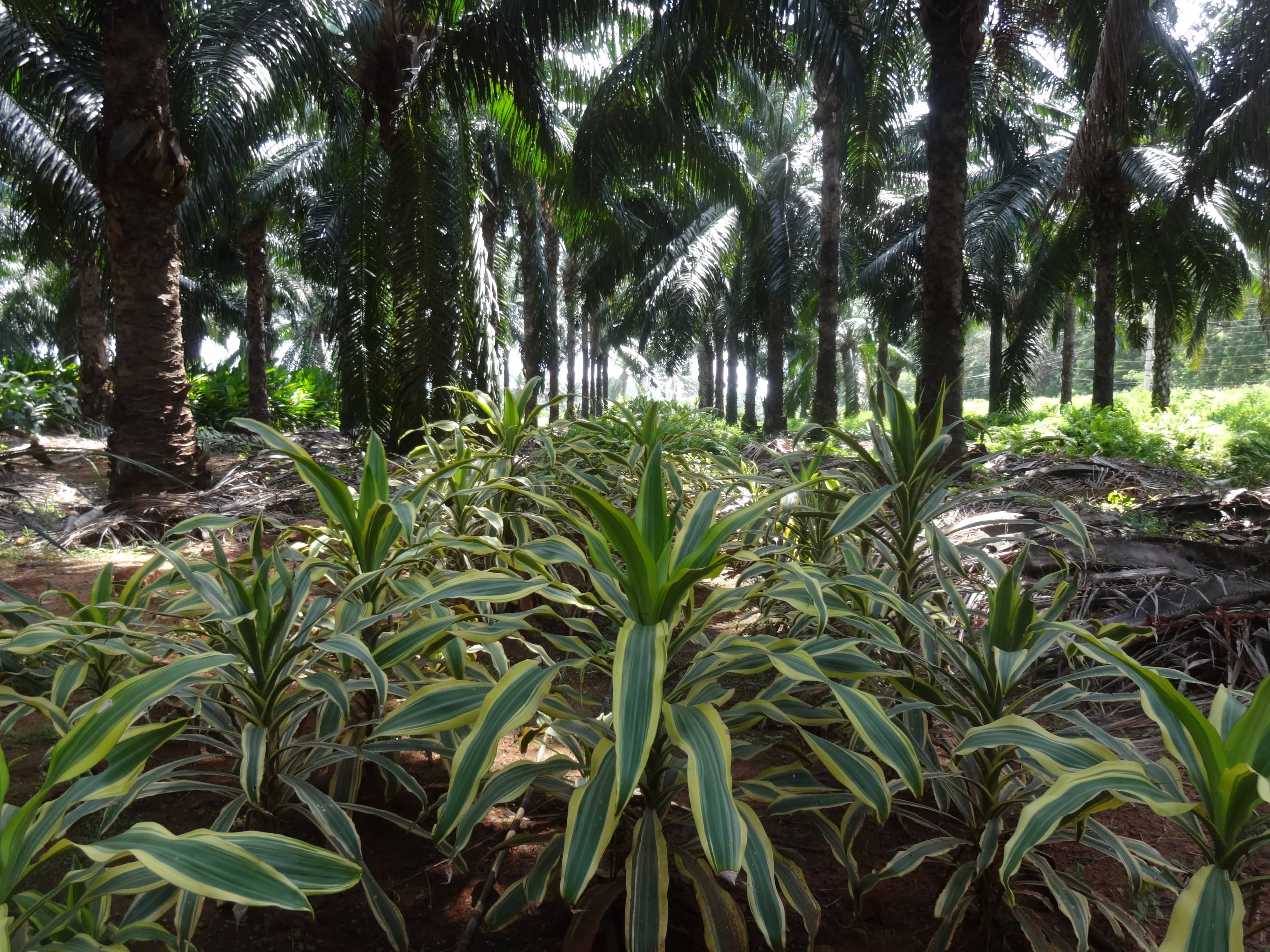 cut foliage Dracaena as intercropping in adult oil palm gardens