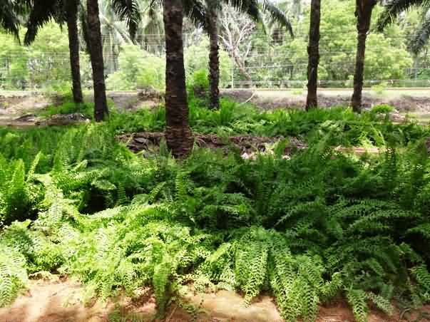 cut foliage fish tail fern as intercropping in adult oil palm gardens