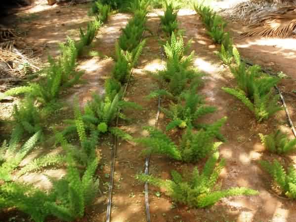 cut foliage fox tail fern as intercropping in adult oil palm gardens