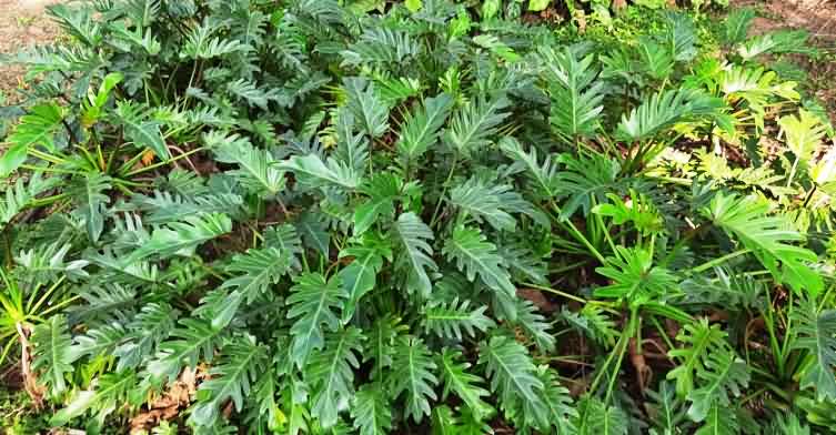 cut foliage Philodendron as intercropping in adult oil palm gardens