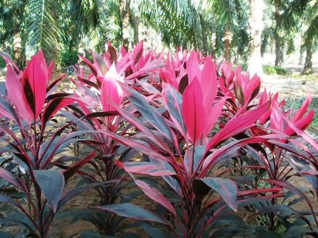 cut foliage Ti plant as intercropping in adult oil palm gardens