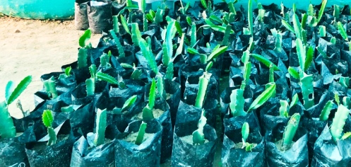 Fig 1: Dragon Fruit Nursery