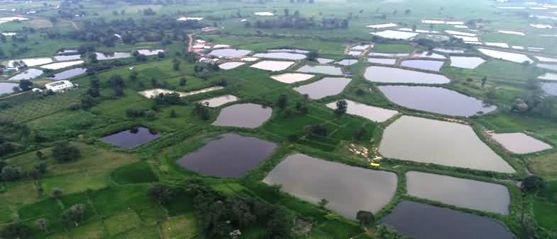 तालाबो मे व्यवसायिक स्तर पर मछली पालन