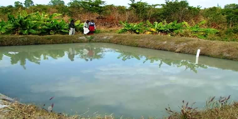 अनुपयोगी जमीन का उपयोग तालाब निर्मित कर मछली पालन