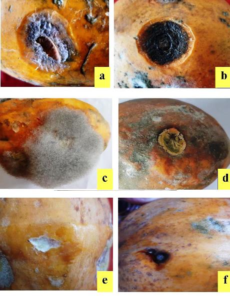 Post harvest disease management in Papaya