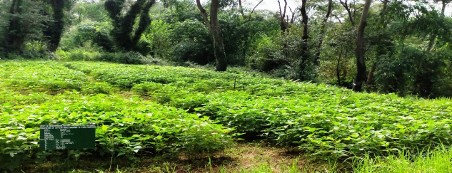 soybean crop in field