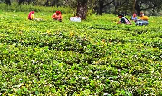 Tea production in Himachal