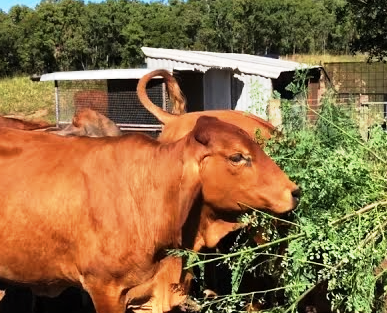 dairy cattle Moringa Oleifera supplementation
