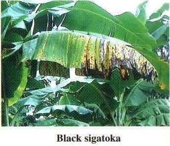 Important Diseases Insects And Pests Of Banana And Their Management Krishisewa