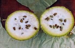 bottle gourd with seeds