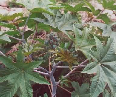 castor plant