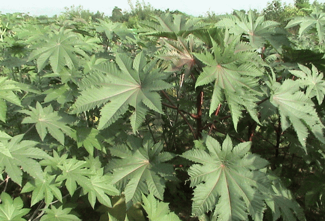 eri host plant -castor
