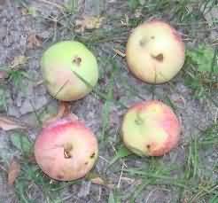 Damaged fruits of Apple due to codling moth infestation