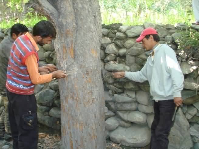 scrapping of the bark