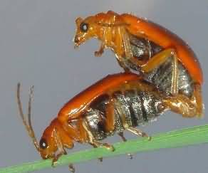 कद्दू का लाल कीड़ा ( रैफिडोपालपा फोवीकोलीस)