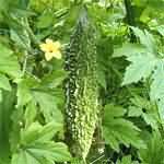 Hybrid seed production of Bitter gourd