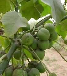 fruits of jatropha