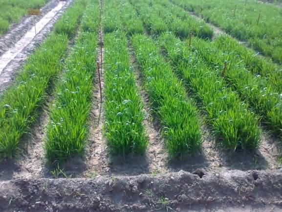 Raised bed planting of wheat 