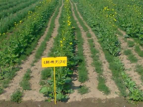 Intercropping of Mustard + Lentil on Raised bed