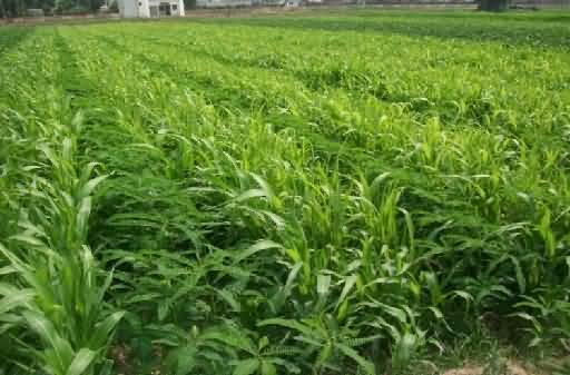 green manure for rice