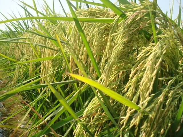 Paddy crop