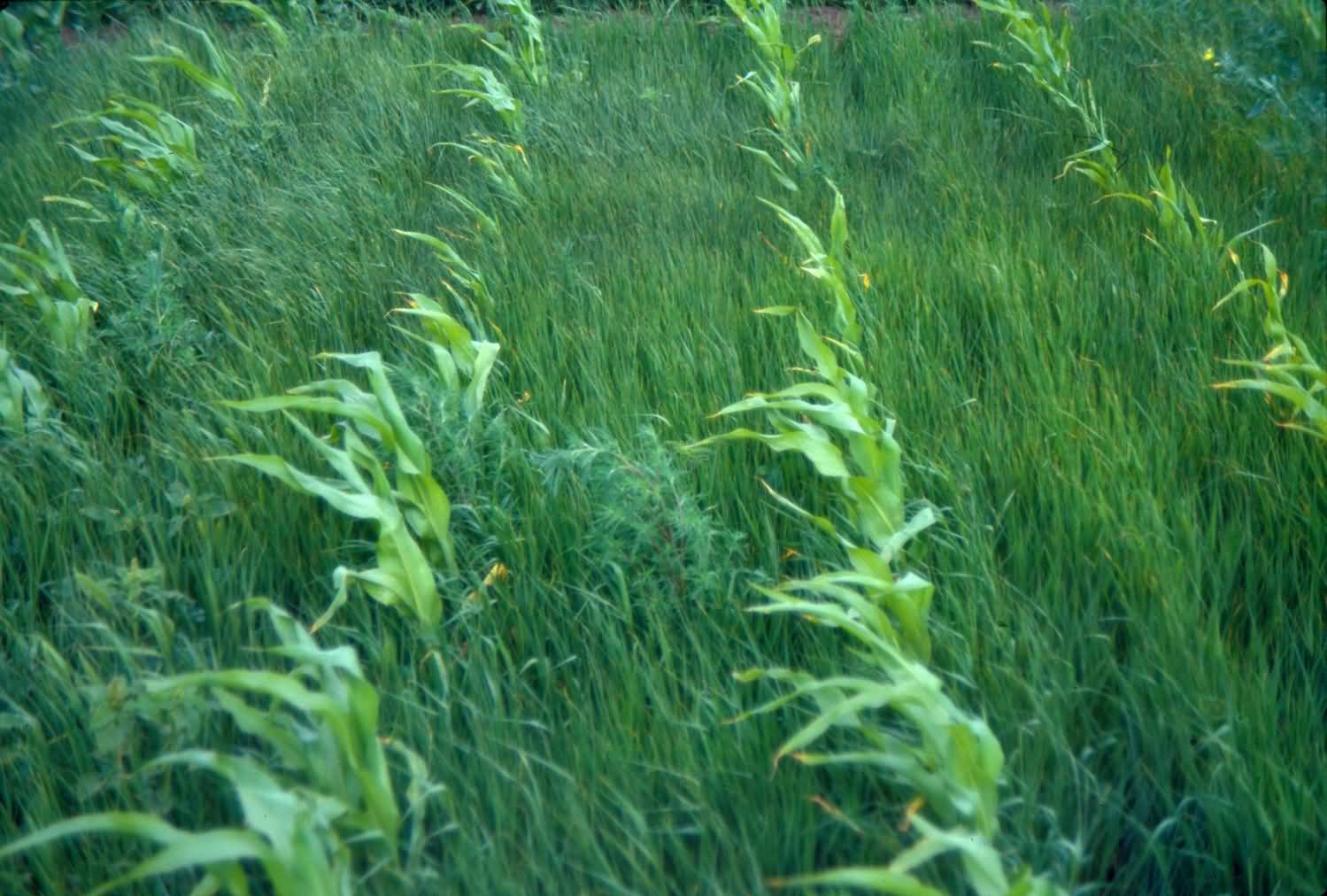 Paddy crop