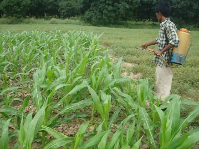 Paddy crop