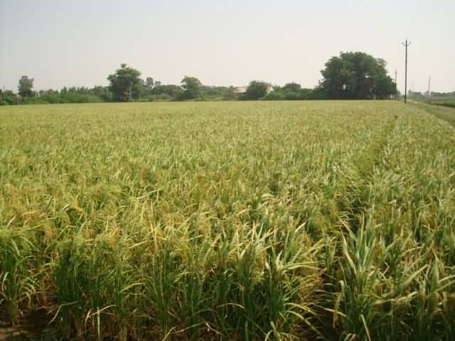 Paddy crop
