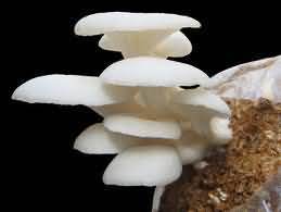 Technology for Mushroom Cultivation - Krishisewa